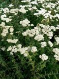 Achillea nobilis