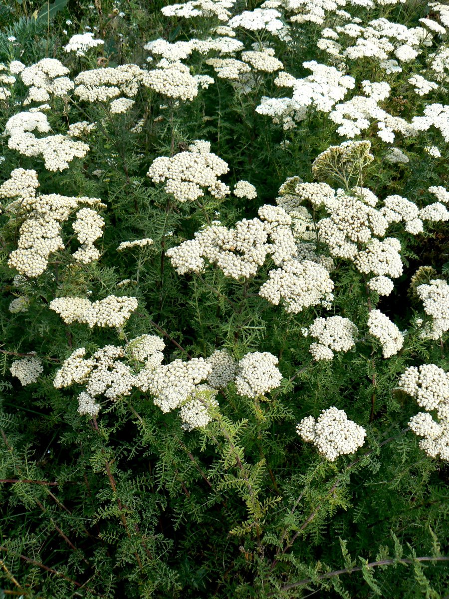 Изображение особи Achillea nobilis.