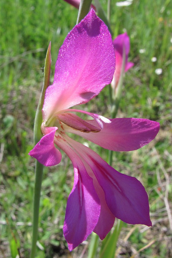 Изображение особи Gladiolus italicus.