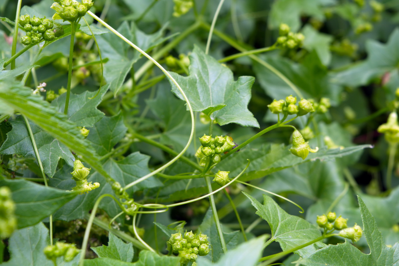 Image of Bryonia aspera specimen.