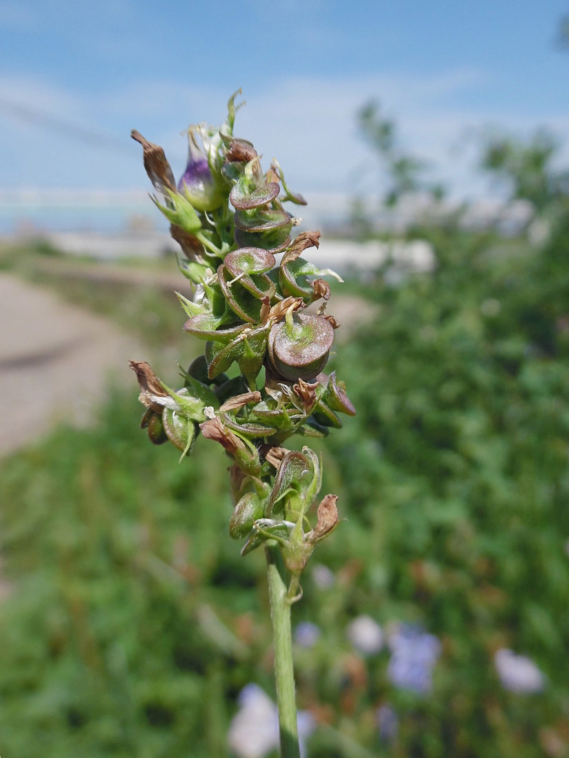 Image of Medicago &times; varia specimen.