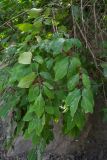 Lonicera steveniana