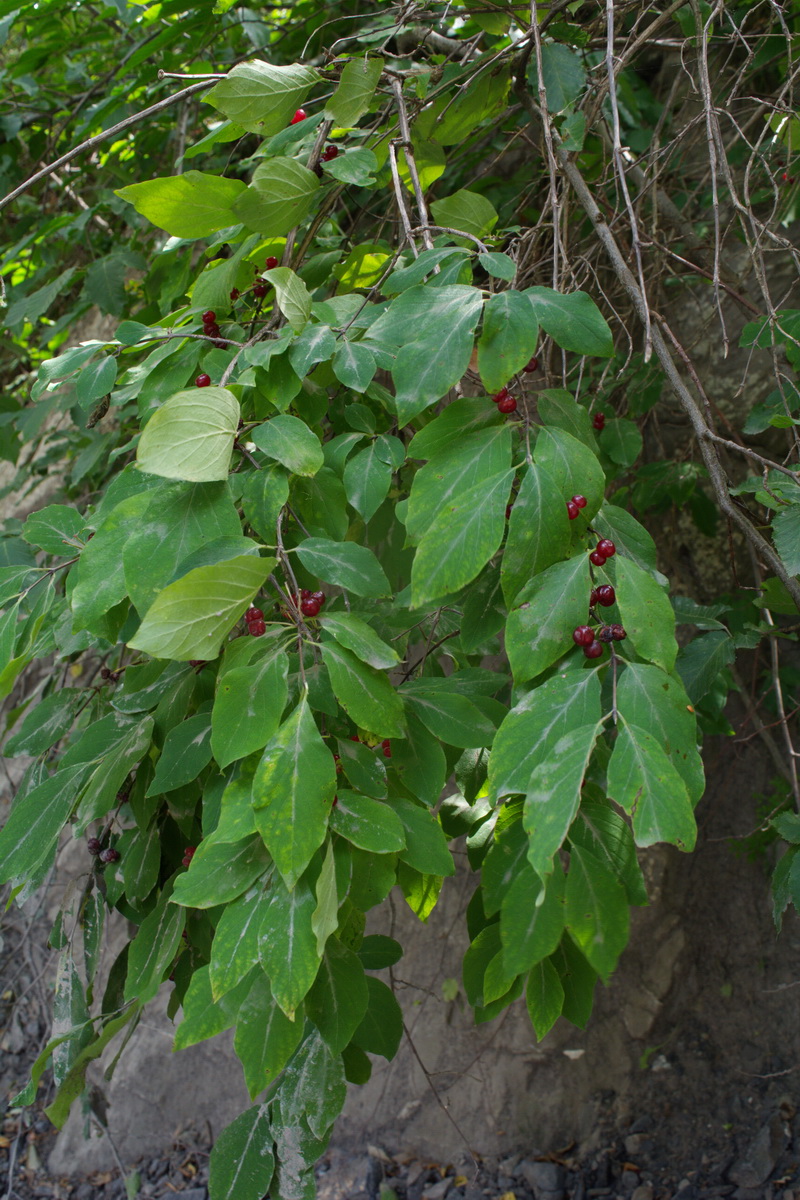 Image of Lonicera steveniana specimen.