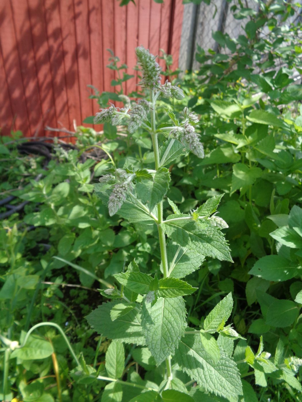 Image of Mentha longifolia specimen.