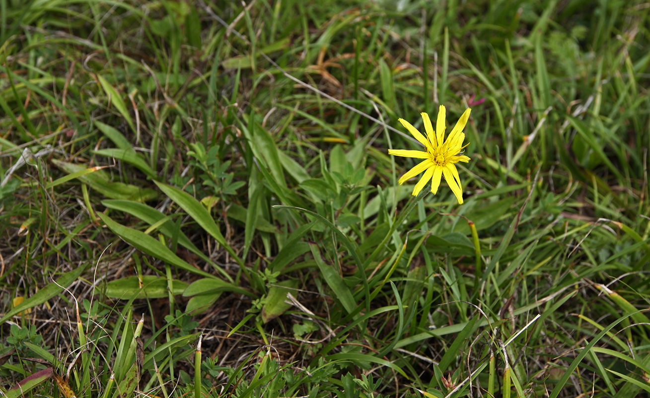 Изображение особи Scorzonera radiata.