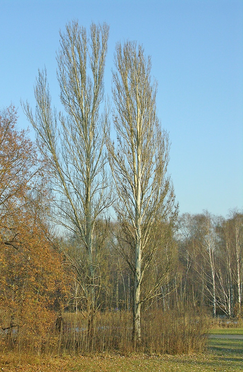 Image of Populus × canescens specimen.