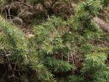 Juniperus oblonga. Ветвь с незрелыми шишкоягодами. Северная Осетия, Алагирское ущелье, Нарская котловина, окр. пос. Нар, склоны Бокового хребта, 1730 м н.у.м. 07.05.2010.