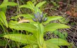 Gentiana cruciata. Верхушка зацветающего (?) растения с питающейся гусеницей. Пермский край, Оханский р-н, Дубровское сельское поселение, окр. дер. Галешник, суходольный луг вдоль хвойного леса. 08.09.2018.