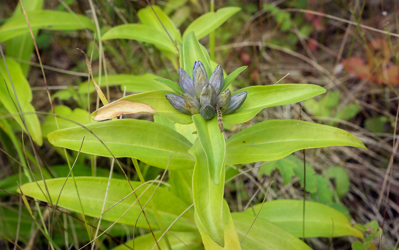 Image of Gentiana cruciata specimen.