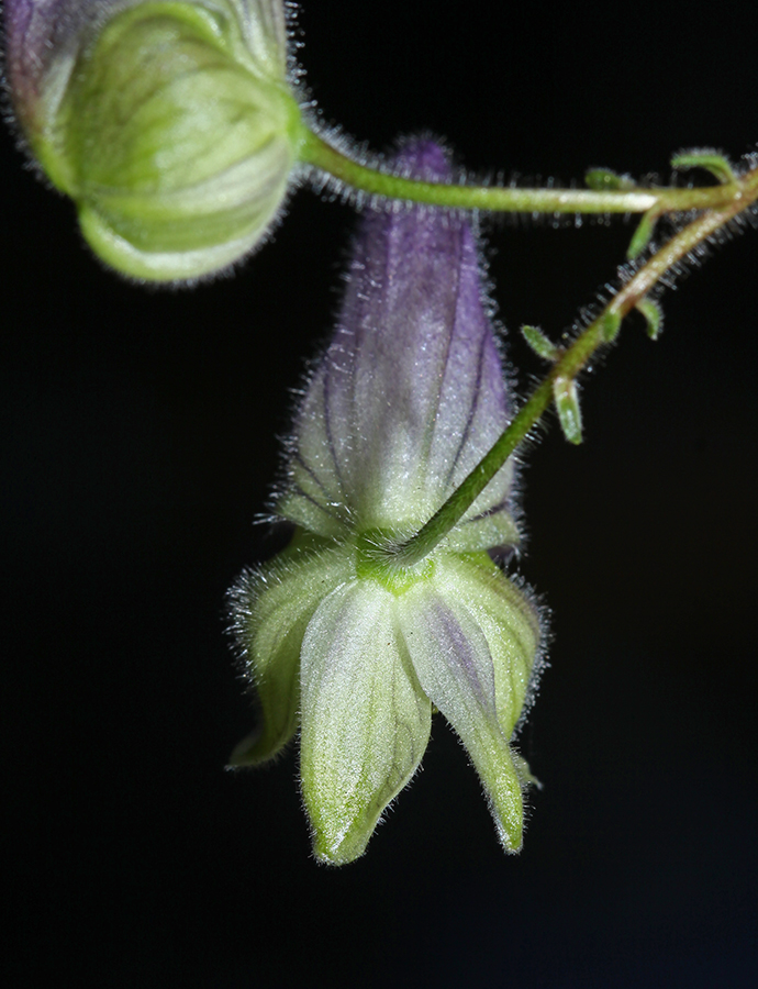 Изображение особи Aconitum stoloniferum.