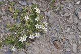 Minuartia oreina