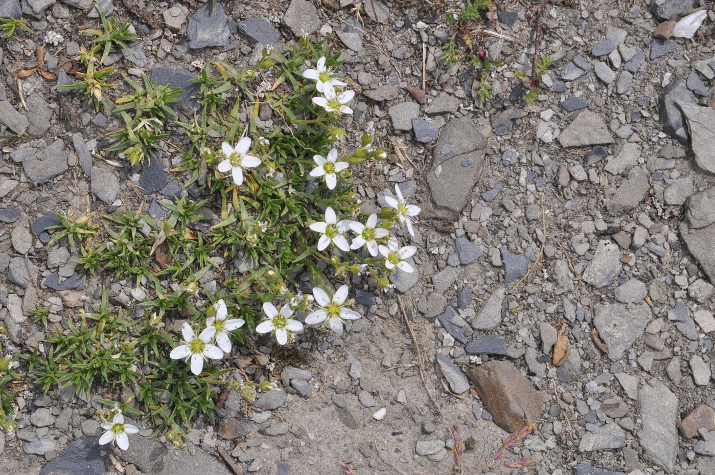 Image of Minuartia oreina specimen.