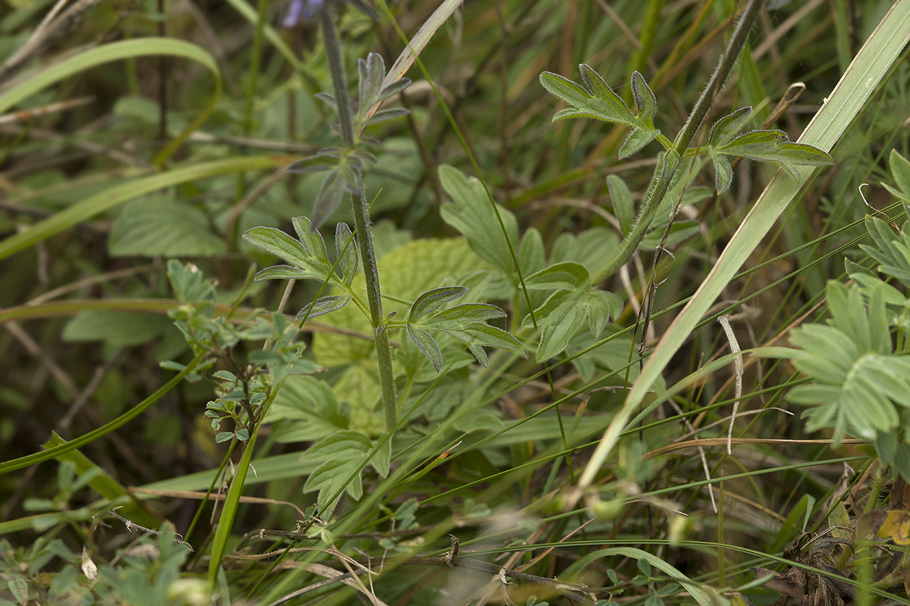 Image of Schizonepeta multifida specimen.