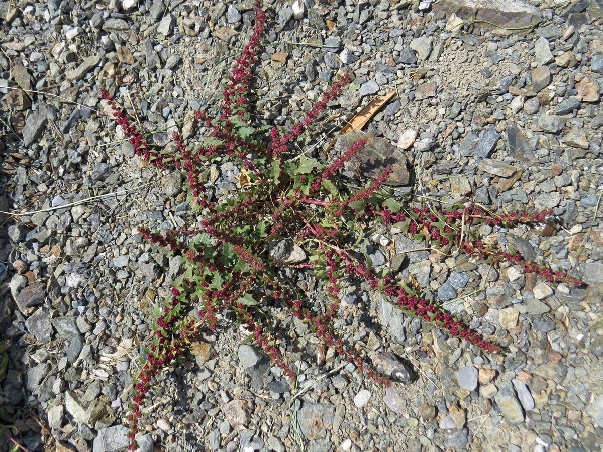 Image of Blitum virgatum specimen.