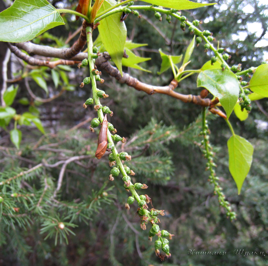 Изображение особи Populus balsamifera.