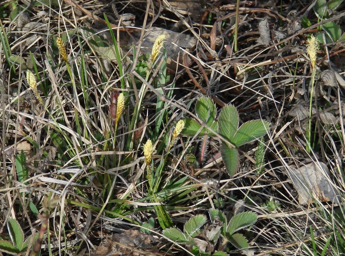 Image of genus Carex specimen.