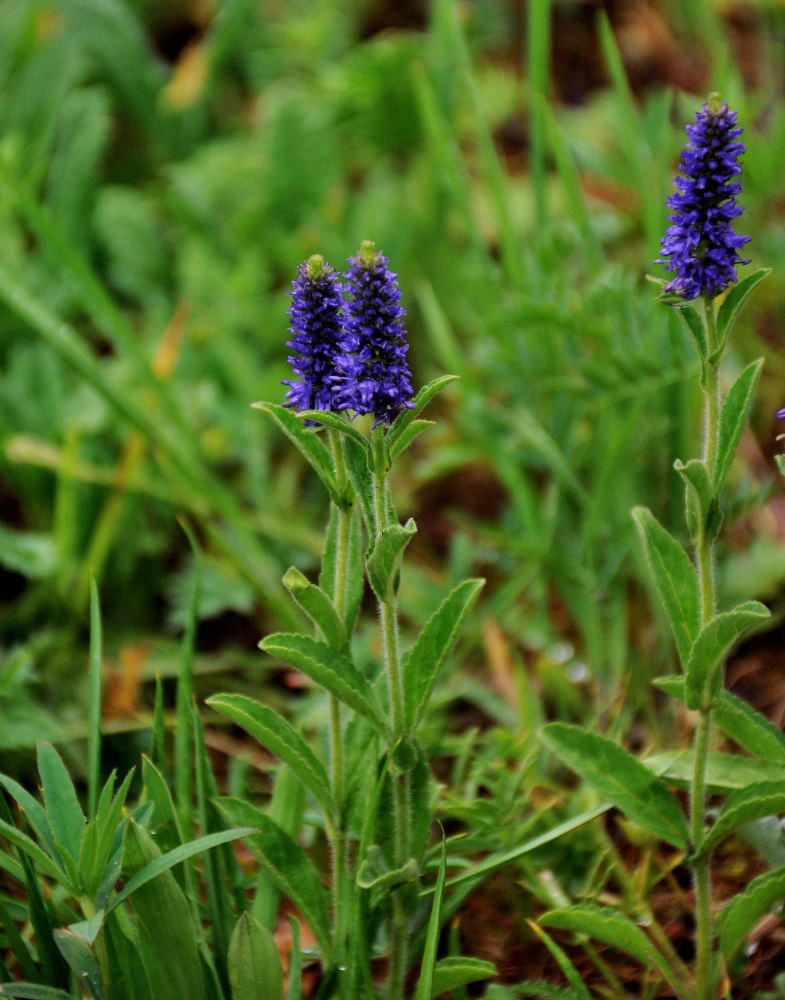 Image of Veronica porphyriana specimen.