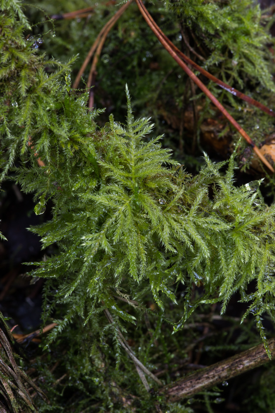 Изображение особи род Brachythecium.