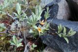 Salix lapponum. Ветвь вегетирующего растения с поражениями ржавчинным грибом. Мурманская обл., п-ов Рыбачий, кустарничковая тундра, среди остатков старой постройки. 28.06.2018.
