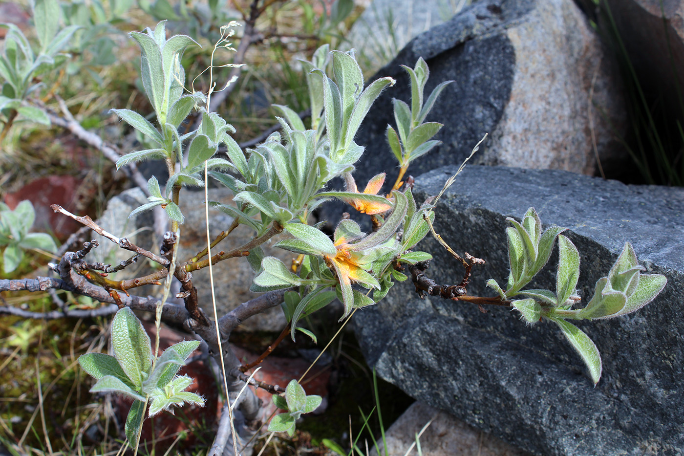 Image of Salix lapponum specimen.