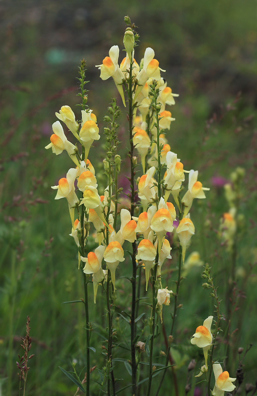 Изображение особи Linaria vulgaris.