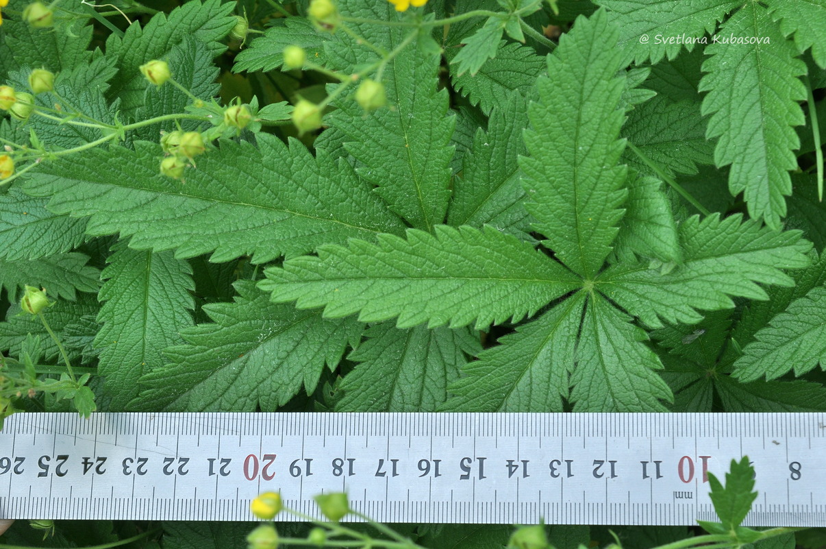Image of Potentilla chrysantha specimen.