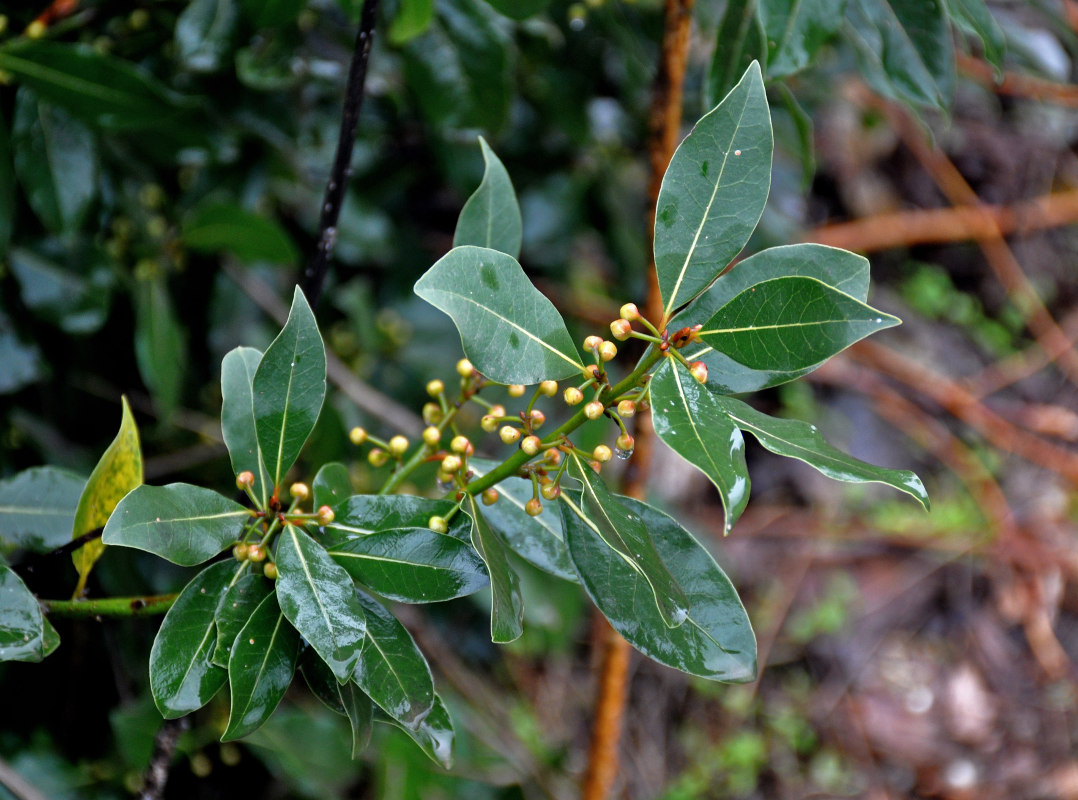 Изображение особи Laurus nobilis.