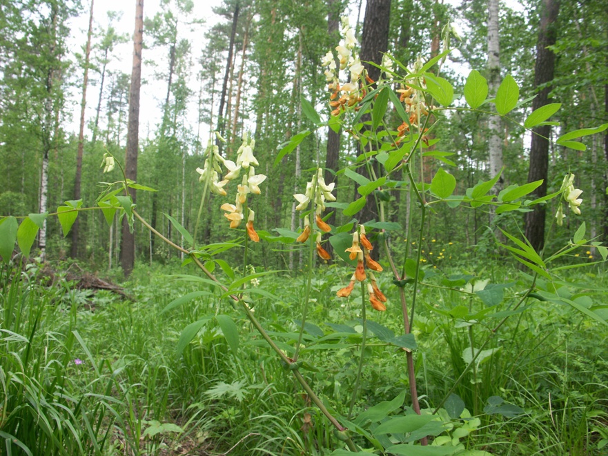 Изображение особи Lathyrus gmelinii.