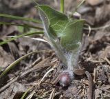 Asarum europaeum