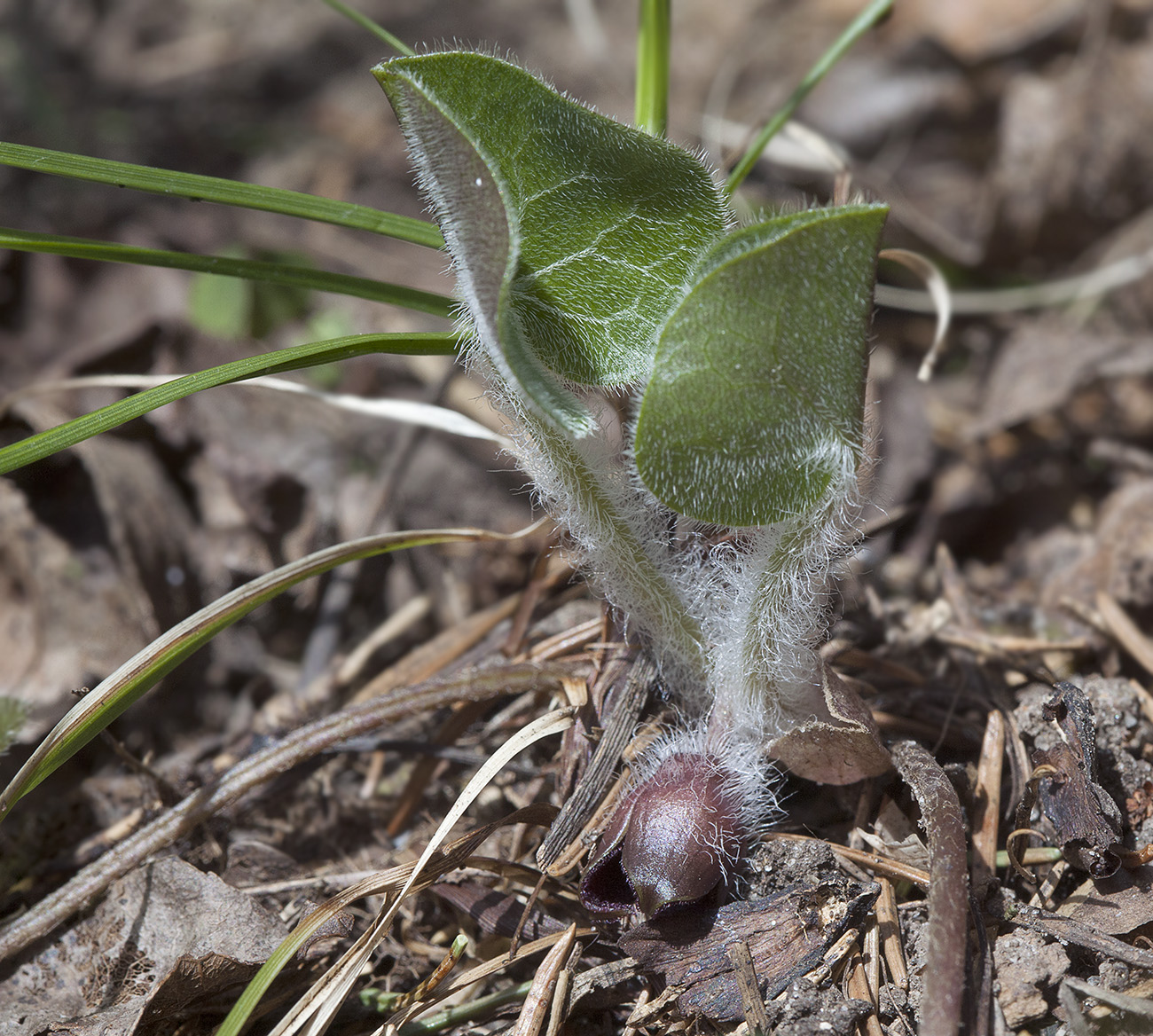 Изображение особи Asarum europaeum.