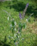 Buddleja davidii. Верхушка цветущего растения. Кировская обл., г. Киров, ботанический сад Вятского государственного университета, в культуре. 22.09.2018.