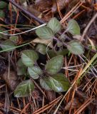 Clinopodium vulgare. Перезимовавшее растение. Пермский край, Лысьвинский р-н, камень Ростун, хвойный лес. 30.04.2018.