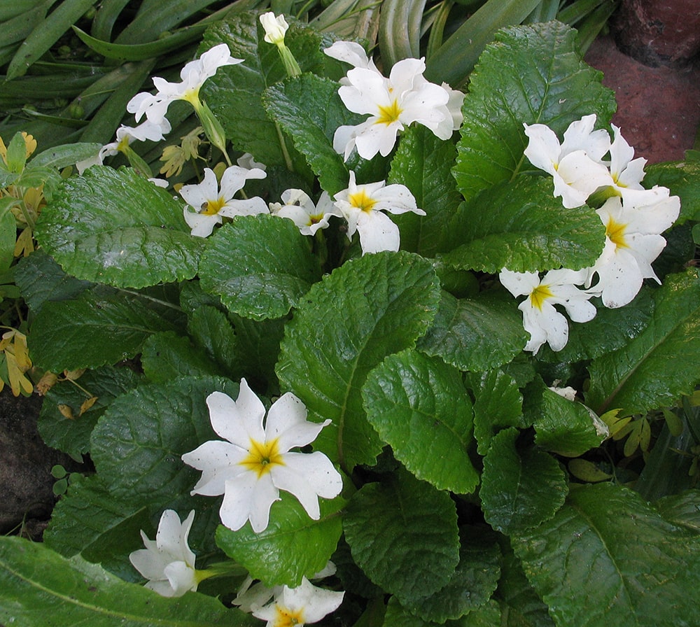 Image of Primula &times; pruhoniciana specimen.