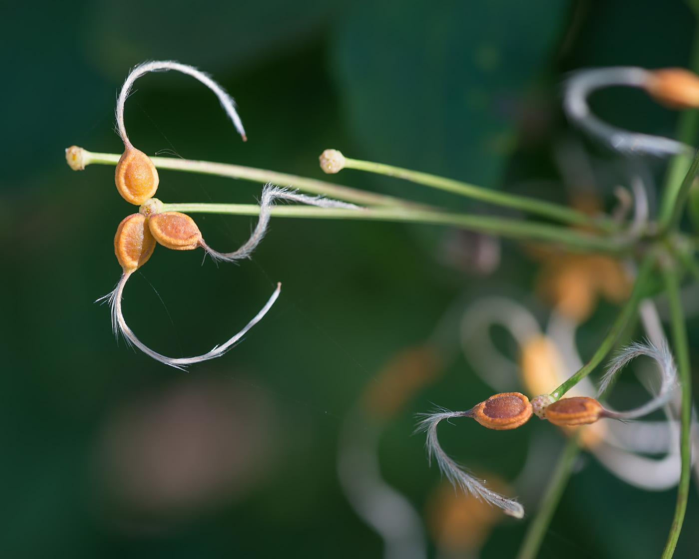 Image of Clematis recta specimen.