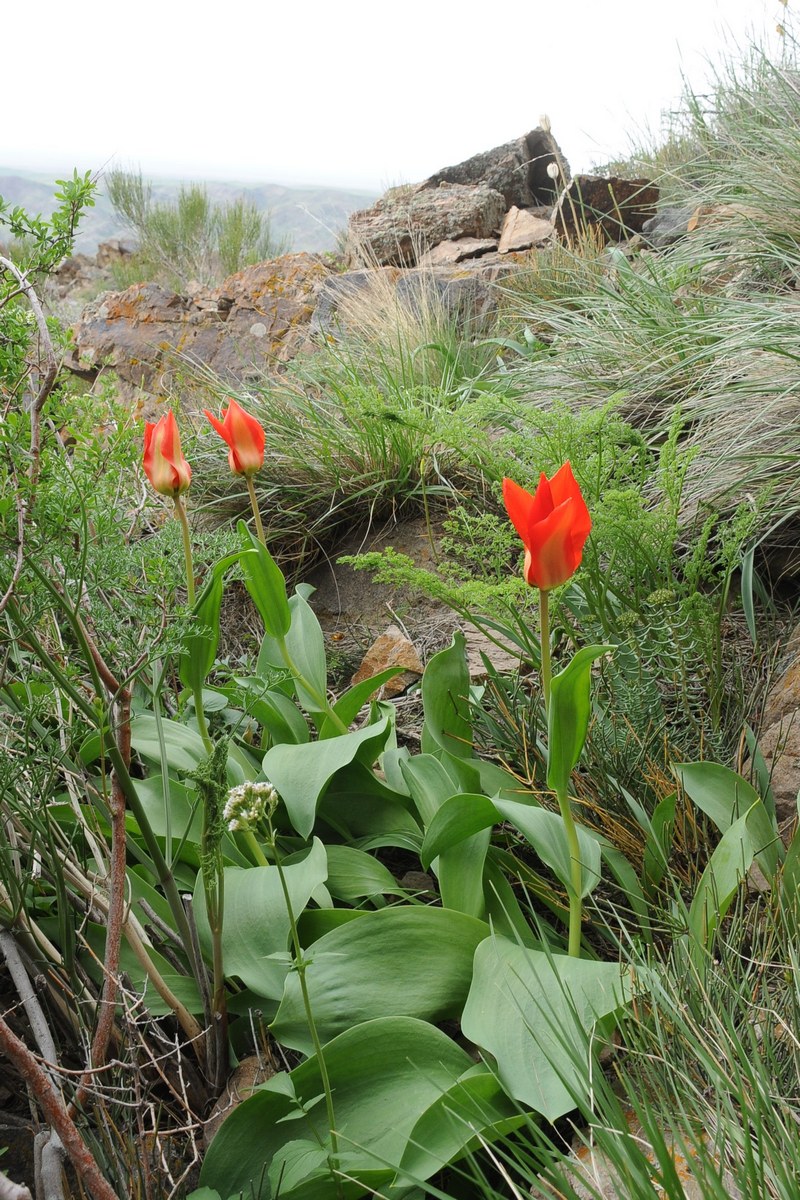 Изображение особи Tulipa ivasczenkoae.