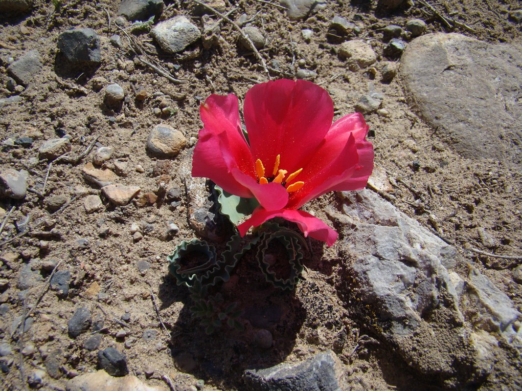 Image of Tulipa rosea specimen.