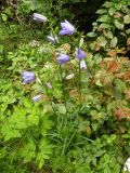 Campanula persicifolia. Цветущее растение. Украина, Закарпатская обл., Тячевский р-н, с. Усть-Черная, склон г. Мокрой. 27.06.2010.