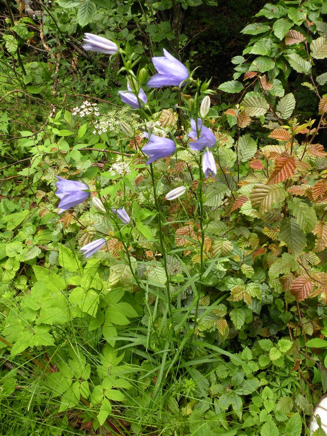 Image of Campanula persicifolia specimen.