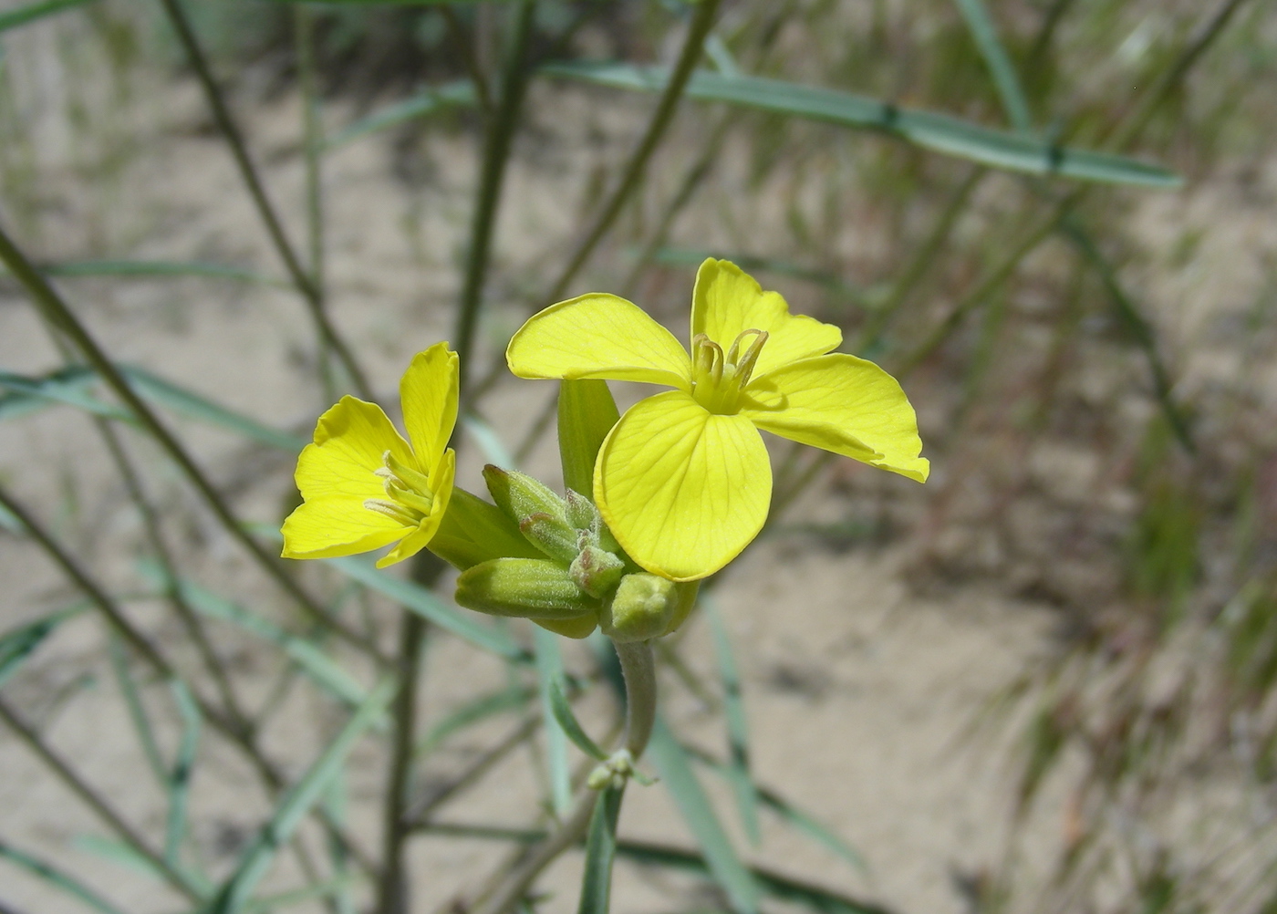 Image of Erysimum canescens specimen.