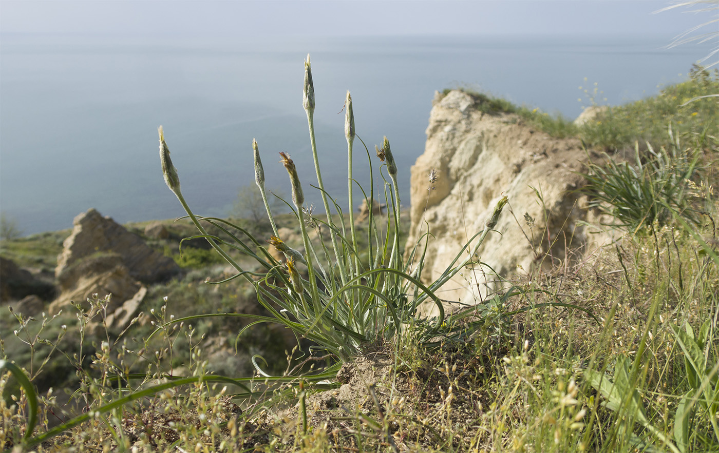 Image of Scorzonera mollis specimen.