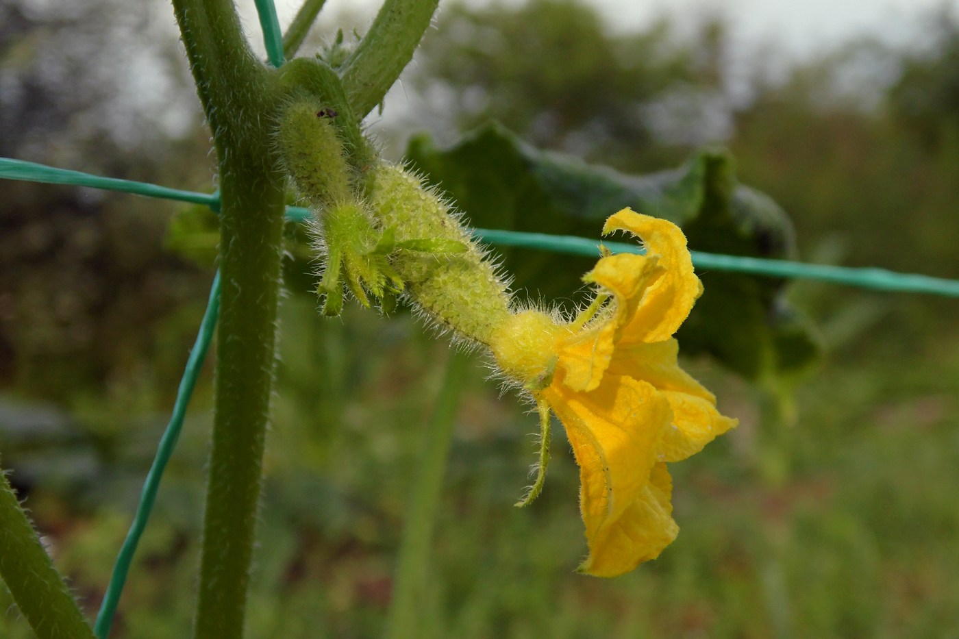 Изображение особи Cucumis sativus.