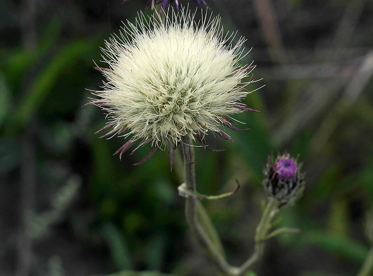 Image of genus Jurinea specimen.