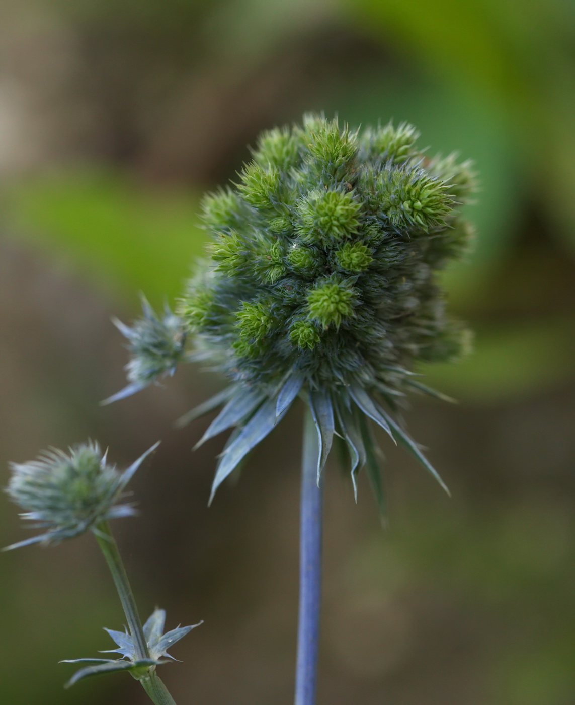 Изображение особи Eryngium planum.