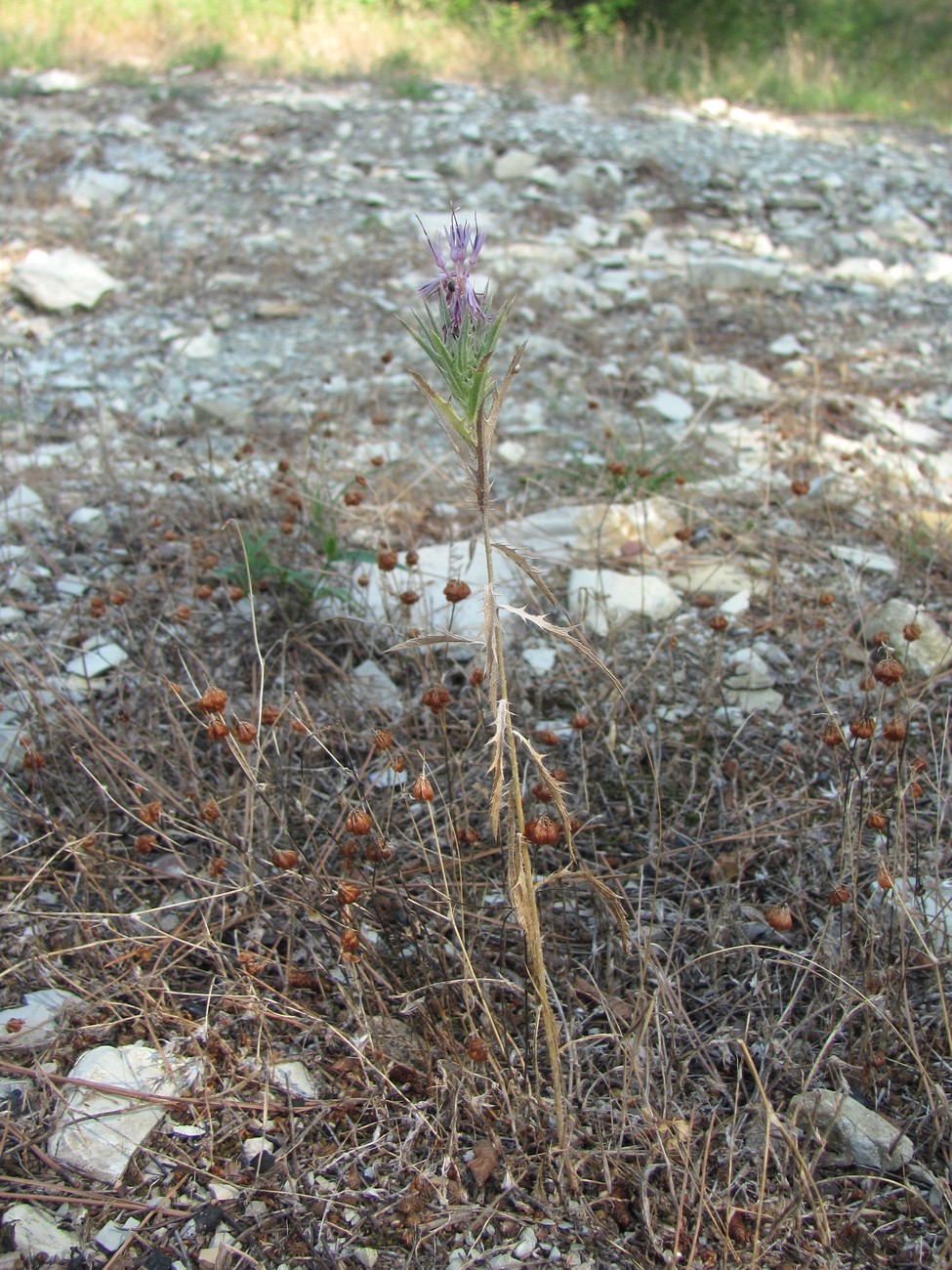 Изображение особи Carthamus glaucus.