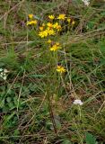 Senecio jacobaea