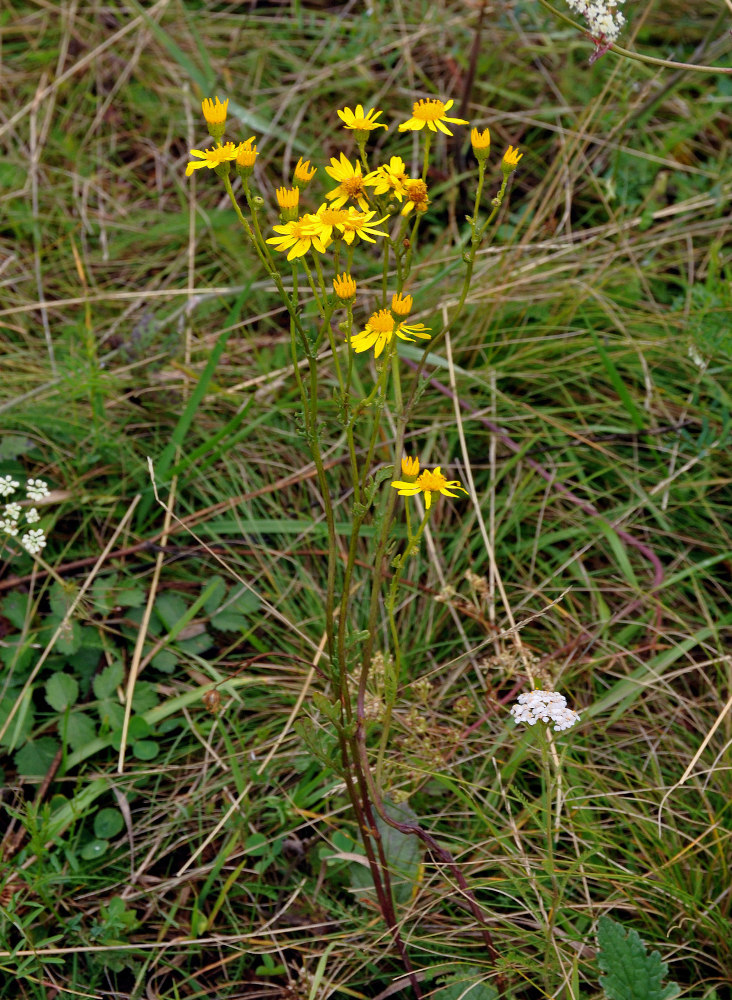 Изображение особи Senecio jacobaea.