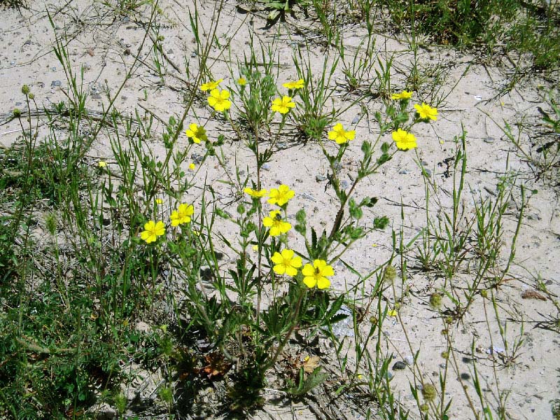 Изображение особи Potentilla pedata.