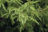 Juniperus rigida