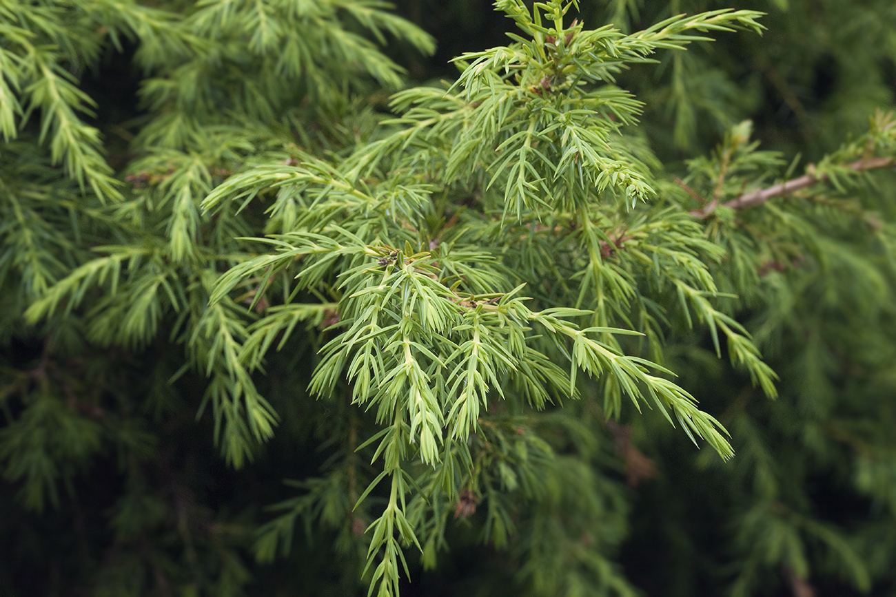 Image of Juniperus rigida specimen.