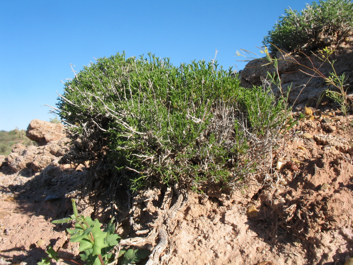 Image of Arthrophytum lehmannianum specimen.